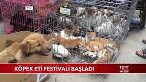 Cin De Kopek Eti Festivali Basladi Youtube
