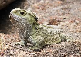 Ia ibu ku sayang, jovita dirumah aj koq ibu : Reptilia Definisi Reptilia Dalam Kamus Melayu