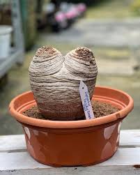 Image result for Euphorbia fanshawei