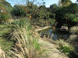 Image result for Indigofera soutpansbergensis