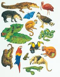 Black And White Clip Art Of Rainforest Animals Yahoo Image Search Results Rainforest Animals Jungle Art Rainforest Theme