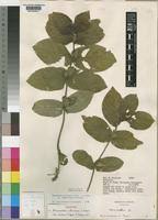 Image result for Neuracanthus africanus