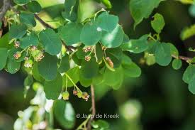 Image result for Amelanchier ovalis