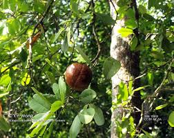 Image result for Xylocarpus
