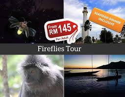 However you nonetheless should see the firefly very good. Kuala Selangor Fireflies Tour Package From Kl Malaysia Mytravellane