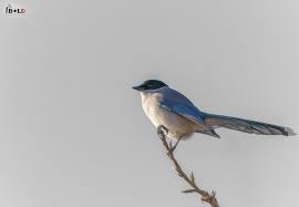 Махчин шувууд өндөр хүчдэлд цохиулж хорогдож байгаа талаар бичсэн бидний  өгүүлэл online болсон байна, саяхан Сэтгүүлийн редакцаас эмайл ирлээ, та  бүхэн сонирхвол доорх линкээр орж үзээрэй.