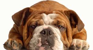 One of the biggest problems. English Bulldog Lifespan How Long Do English Bulldogs Live