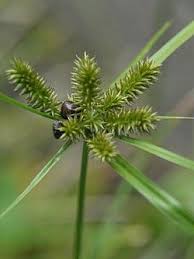 Image result for Cyperus fischerianus
