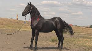 Accesezi detaliile anuntului cai frizieni si contactezi persoana care l a publicat in mod direct fara intermediari. Manji Frizieni De Vanzare 2019 Manza Lui Dl Ion De La IaÈ™i Youtube