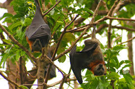 All persons are prohibited from acquiring, selling, bartering, exchanging, giving, purchasing, distributing, or trapping to retain any bat, skunk anybody who wants to get you a bobcat for a pet is most likely violating the law, both federal and state. Bats Shouldn T Be Kept As Pets Southeast Agnet