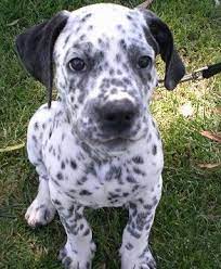 Max, our pitbull/dalmatian mix from r/rarepuppers. Dalmatian Pitbull Mix Puppies Pitbull Puppies