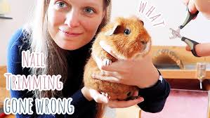 Getting A New Guinea Pig: Meet Sylvester