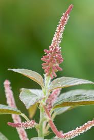 Image result for Acalypha paucifolia