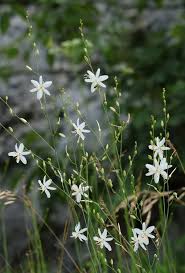 Image result for Anthericaceae