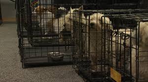 Who is almost home dog rescue of ohio? Central Ohio Animal Rescue In Need Of Fosters Aid After Taking In Nearly 50 Animals Nbc4 Wcmh Tv