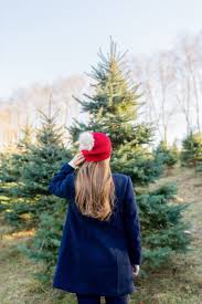 The best stew leonard&#039;s christmas trees.transform your holiday dessert spread into a fantasyland by offering conventional french buche de noel, or yule. Cutting Down Our Own Christmas Tree Design Darling