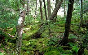 Thespicysausage Com My Desktop Pix Fern Forest Forest Floor Pine Trees Forest
