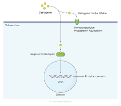 Seine wirksamkeit unterscheidet sich von frau zu frau, insgesamt wirkt es aber relativ schwach. Pharmawiki Gestagene