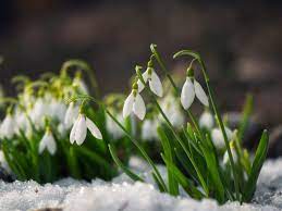 Examples of snowdrop in a sentence. Snowdrop Flowers How To Plant And Care For Snowdrops