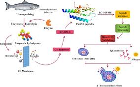 We did not find results for: Purification And Identification Of Anti Allergic Peptide From Atlantic Salmon Salmo Salar Byproduct Enzymatic Hydrolysates Sciencedirect