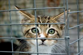 How Can You Help Your Local Pet Shelter Without Adopting Feral Cats Cats Animal Shelter