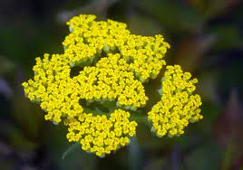 Yarrow How To Plant Grow And Care For Yarrow Plants The Old Farmer S Almanac