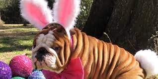 Brown 7 minis 8 pretzel guy appearance: Cadbury S New Easter Bunny 2019 Is Adorable Bulldog Named Henri
