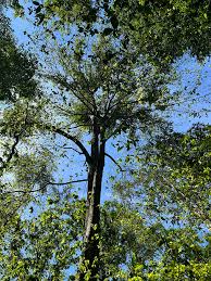 Image result for Fern Green 1994 Reliant