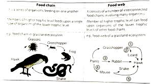 Give Two Differences Between Food Chain Food Web