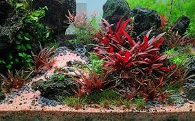 Image result for Eriocaulon buchananii