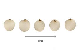 Common varieties of seedless fruits include watermelons, tomatoes, grapes (such as termarina rossa), and bananas. Family Guide For Fruits And Seeds Hydrochartiaceae Juss