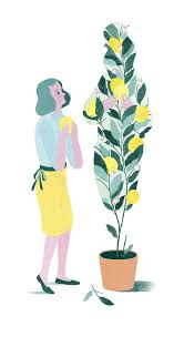 My Life With Marilyn, the Family Lemon Tree