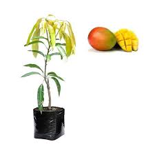 Teh merah thailand atau teh pekoe hitam atau oranye biasa (reguler. Jual Godongmas Bibit Mangga Gedong Gincu Tanaman Online April 2021 Blibli