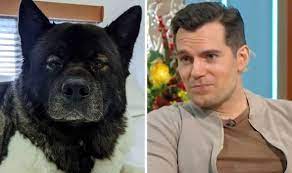 Lorraine viewers gush over Henry Cavill's dog 'He's saved me more than once' | TV & Radio | Showbiz & TV | Express.co.uk