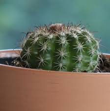 B & b cactus farm. Cactus Costa Farms