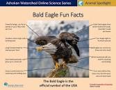 Image result for fun facts about bald eagles