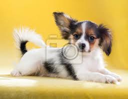 Charakter aussehen erziehung haltung preise & mehr. Portrat Eines Papillon Welpen Fototapete Fototapeten Gelben Hintergrund Schmetterling Schone Myloview De