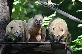 Nasenbär — (rüsselbär, nasua stoor), raubtiergattung aus der familie der bären (ursidae), schlank gebaute tiere mit fast marderähnlichem leib, kurzem hals, langem, spitzem kopf, rüsselartig. Nasenbar Tierpark Zittau Zoo Im Dreilandereck