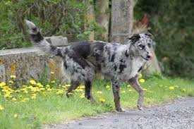 Berger D Auvergne Races De Chiens Chien Chien De Berger