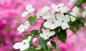 North Carolina State Flower Dogwood Blossom Flower Show Flowers Dogwood Blossoms