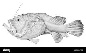 Image result for Sladeniaceae