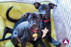 Visit your nearest shelter location to adopt, foster, license and microchip your pet. Bay Woof Archives Furry Friends Rescue Blog