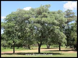 Image result for Terminalia sericea