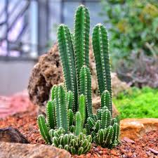 Image result for Cereus