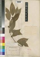 Image result for Sabicea venosa