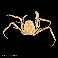 Image result for Leucas sexdentata