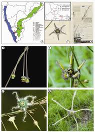 Image result for Brachystelma