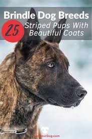 Brindle Dog Breeds 25 Striped Pups With Beautiful Coats Dog Breeds Brindle Breeds