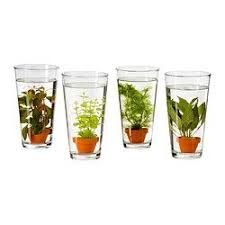 Fresh Home Furnishing Ideas And Affordable Furniture Wasserpflanzen Pflanzen Aquarien