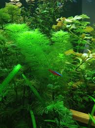 Image result for Limnophila indica